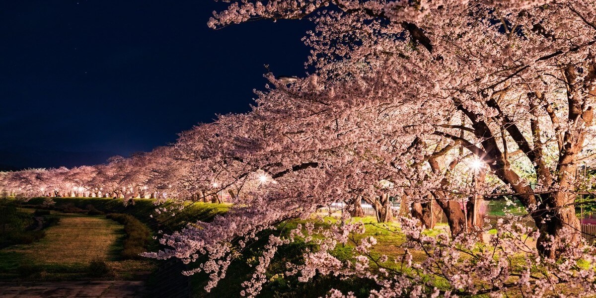 絶景！ドローンで空撮された桜を見てみよう！