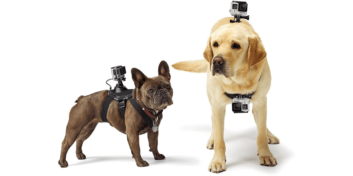 GoProのおすすめペットマウント・アクセサリー5選！わんちゃん目線の撮影もできる