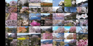 3/27は「オンライン花見の日」日本全国の桜のドローン映像を楽しもう！