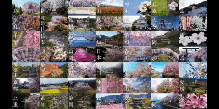 2023年春も桜ドローンプロジェクトが開催！日本全国の4K桜映像素材の特別提供を開始