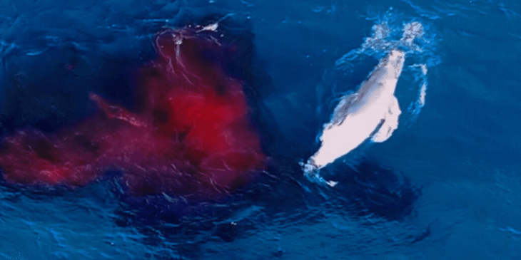 ザトウクジラの出産をドローンが世界初撮影！私たちが「海の神秘」を目撃できなかった意外な理由